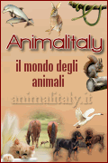 Aimalitaly.it