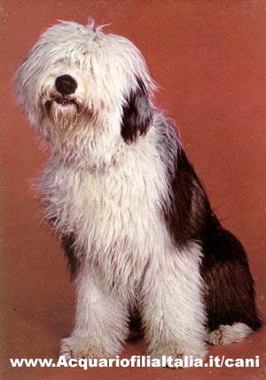 http://www.acquariofiliaitalia.it/cani/photo_dog/bobtail.jpg