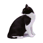 Home page Gatti di Razza