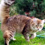 Gatti di Razza