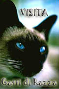 Gatti di Razza