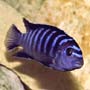 Acquario - Pesci di acqua dolce