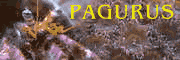 Sito web Pagurus.it