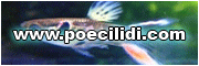 POECILIDI.com tanta acquariofilia