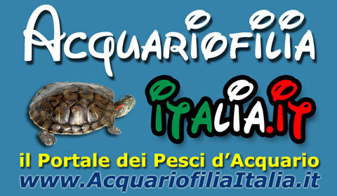 tartarughe AcquariofiliaItalia HD NUOVO 480x280