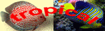 TropicalFish