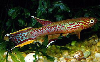 APHYOSEMION - Pesce fagiano