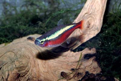 CHEIRODON AXELRODI - Pesce neon cardinale
