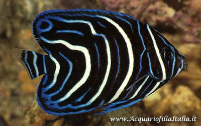 POMACANTHUS SEMICIRCULATUS - Pesce angelo azzurro