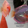 Discus a Zoomark Bologna Italy