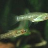 Girardinus metallicus, poecilide