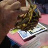 Consulenza di un venditore sul sesso di una tartarugha