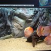 Gruppo di discus in bellissio acquario ad acquabeach 2011 a cusa di DiscusPortal