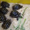 Testudo hermanni boettgeri, presnete ad TartaBeach 2011 a Cesena