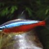 Neon cardinale