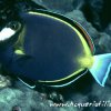acanthurus japonicus pesce chirurgo.jpg