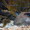 Acquario con cavalluci di mare