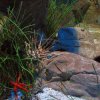 Acquario con stella marina