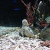 Acquario con cavallucci marini