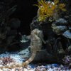 Acquario con cavallucci marini