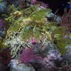 Acquario con cavallucci marini
