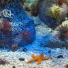 Acquario con invertebrati marini