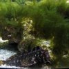 Acquario marino