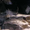 Acquario marino