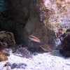 Acquario marino