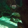 Acquario marino