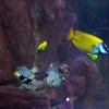 Anemone con pesci marini