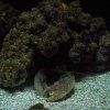 Acquario con aragosta