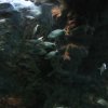 Banchi di pesci marini in acquario