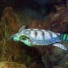 Tartaruga caretta caretta in acquario