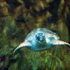 Tartaruga caretta caretta in acquario