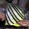 Chaetodon octofasciatus