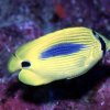 Chaetodon plebejus