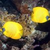 Chaetodon semilarvatus