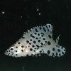 Chromileptis altivelis