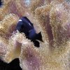 Dascyllus trimaculatus