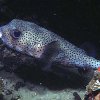 Diodon hystrix