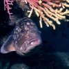 Epinephelus cernia