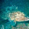 Epinephelus guaza cernia comune