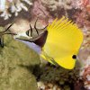 Forcipiger longirostris