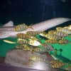 Gnathodon speciosus