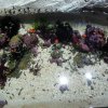 Acquario con invertebrati marini