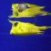 Lactoria cornuta pesce cofano