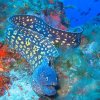 Muraena helena murena comune