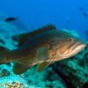 Mycteroperca rubra cernia rossa