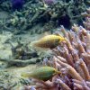 Oxymonacanthus longirostris